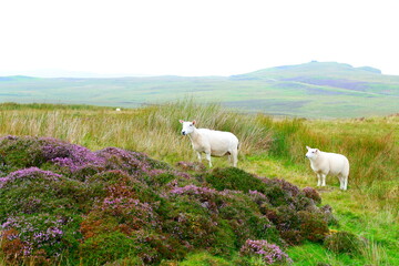 スコットランドの大自然でかわいい羊と出くわす - obrazy, fototapety, plakaty