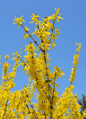 Forsythia blooms in nature.