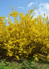 Forsythia blooms in nature.
