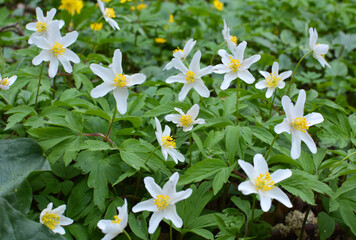 In the wild bloom early spring perennial plant Anemone nemorosa