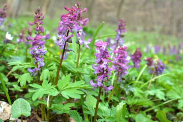 In spring, corydalis blooms in the forest