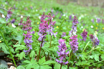 In spring, corydalis blooms in the forest
