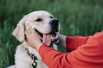Young man with a golden retriever for a walk in a summer park. Male hands are stroking a joyful dog on the green grass. The concept of interaction with pets.