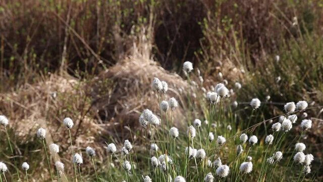 hare's-tail cottongrass (Eriophorum vaginatum) close-up with tele lens