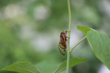 Cicada