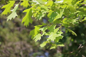 green leaves in the forest