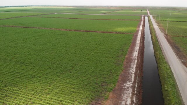 Sugar Cane Fields And Canals In Florida. Aerial View.