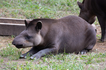The lowland tapir, also known as tapir, is a perissodactyl mammal of the Tapiridae family and Tapirus genus. It occurs from southern Venezuela.