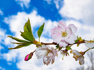 Close-up of cherry blossoms against a blue sky with clouds
