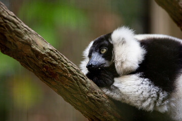 Lemur is the name given to the species of primate species that belong to the superfamily Lemuroidea or infraorder Lemuriformes, depending on the classification criteria.
