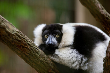 Lemur is the name given to the species of primate species that belong to the superfamily Lemuroidea or infraorder Lemuriformes, depending on the classification criteria.
