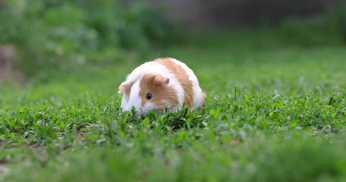 Guinea pig eats green grass walking on the lawn. Guinea pig on green grass in the garden