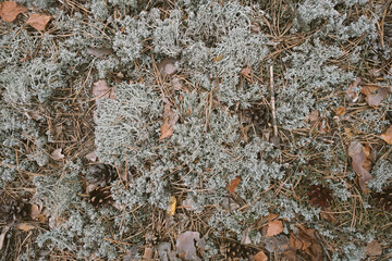 exture of surface of natural grey moss. Lichen in the forest. View from above