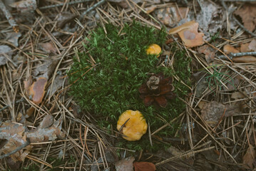 Edible Orange Chanterelle Mushrooms in the woods