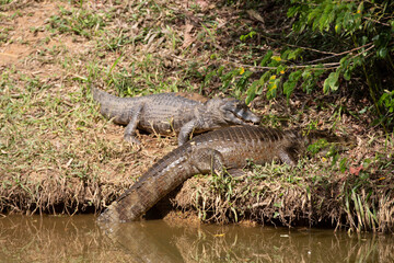 Jacaré, também chamado aligátor e caimão, são crocodilianos da família Alligatoridae, sendo muito parecidos com os crocodilos, dos quais se distinguem pela cabeça mais curta e larga.