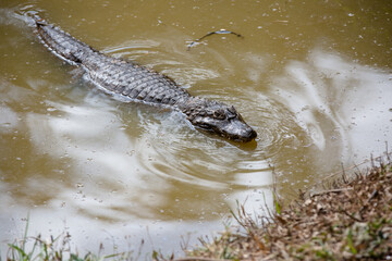 Jacaré, também chamado aligátor e caimão, são crocodilianos da família Alligatoridae, sendo muito parecidos com os crocodilos, dos quais se distinguem pela cabeça mais curta e larga.