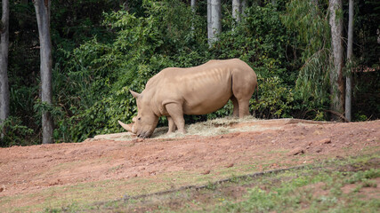 Rinoceronte na mata.
