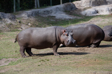 The common or nile hippopotamus is a large Omnivorous mammal from sub-Saharan Africa and one of only two non-extinct species in the family Hippopotamidae.