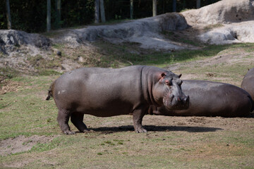 The common or nile hippopotamus is a large Omnivorous mammal from sub-Saharan Africa and one of only two non-extinct species in the family Hippopotamidae.