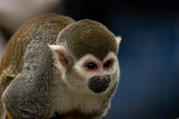 singe