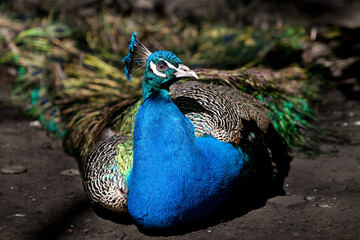 bright blue peacock sits and turns his head