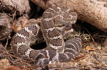 Obraz premium Southern Pacific Rattlesnake (Crotalus helleri).