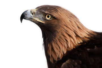 sharp beak of golden eagle on a white background on the right, white