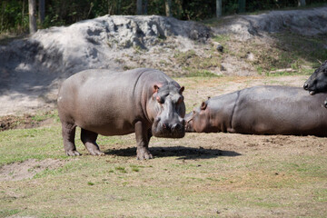 Fototapeta premium The common or nile hippopotamus is a large Omnivorous mammal from sub-Saharan Africa and one of only two non-extinct species in the family Hippopotamidae.