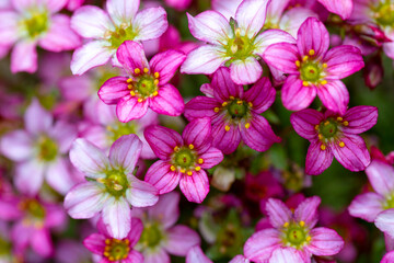 Beautiful spring flowers of Saxifraga × arendsii blooming in the garden, close up