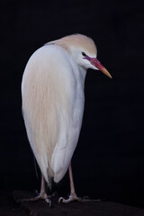 Turning over his shoulder, a dazzling = white Egyptian heron on a black looks at you