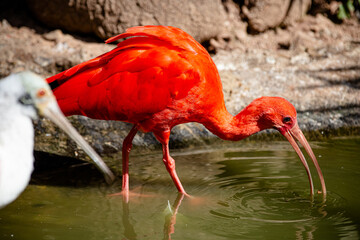 The red guará is a pelecaniform bird in the family Threskiornithidae. It is also known as íbis-escarlate, guará-vermelho, guará-rubro and guará-pitanga. 