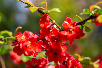 Red flowers of blooming bush of quince in the garden, springtime