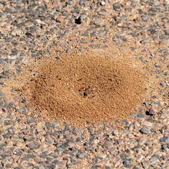 Ants are working on their ant hill, which is on gravel.