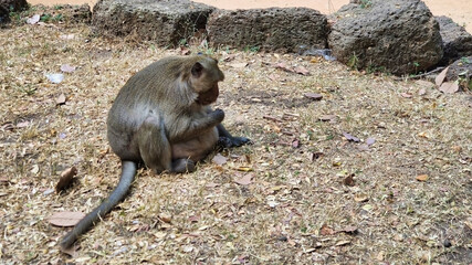 Pregnant monkey sitting on the ground. Angkor. Siem Reap. Cambodia. South-East Asia
