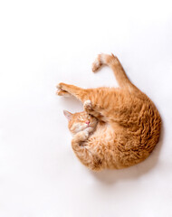 The cat sleeps in an uncomfortable position. A funny cat lies on a white blanket. A cat pressed its paws to its muzzle.Copy space for text, light background. Horizontal photo.