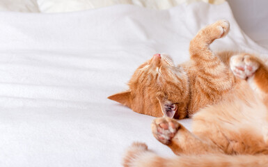Ginger cat lying on the back on white soft blanket and sleeping with its paws up in the air.