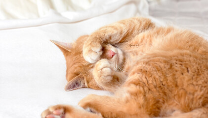 Endearing view of a sleeping ginger cat lying on white soft blanket holds both paws in front of its eyes. A real sign of comfort.