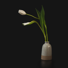 White Tulip in vase