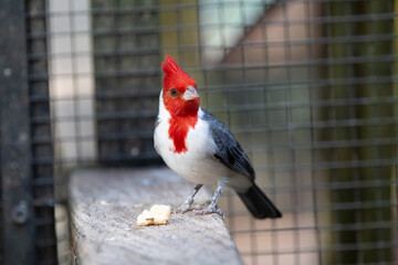 Cardinals are birds of the order Passeriformes of the genus Paroaria. A bird of extreme beauty, its main characteristic is the thick, intense red head, which also invades the chest in both sexes.
