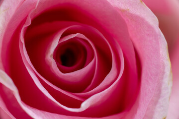 Fototapeta na wymiar Close up of pink rose