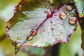 Rose leaf with water droplets