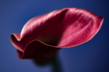 Pink Calla Lilly Close up with selective focus