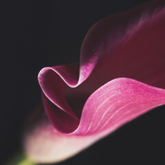 Pink Calla Lily close up