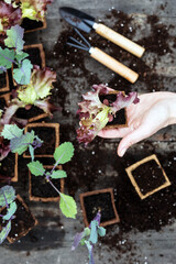 Hand holds plant in coconut pot and the background of seedlings