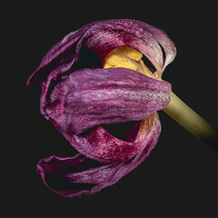 Macro of wilting purple tulip with pistil and stamen