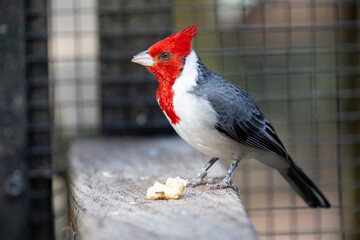 Cardinals are birds of the order Passeriformes of the genus Paroaria. A bird of extreme beauty, its...