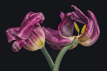 Fading purple tulips