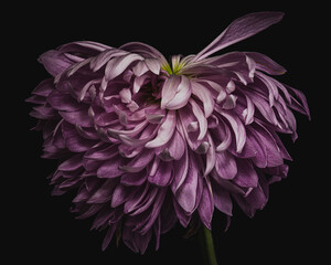 Wilting purple chrysanthemum macro
