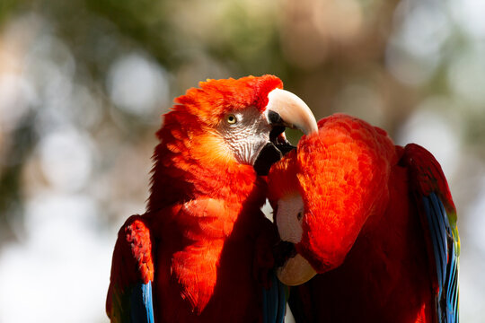 The Scarlet Macaw or Great Red Macaw is a psittaciform bird, native to the forests of Panama, Brazil, Paraguay, and Argentina.