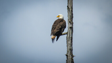White bald eagle sitting on the top naked tree branch, looking for the prey.